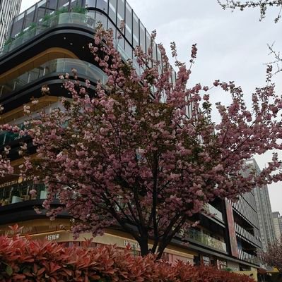 heliqiang3's profile picture. 我是中国人。