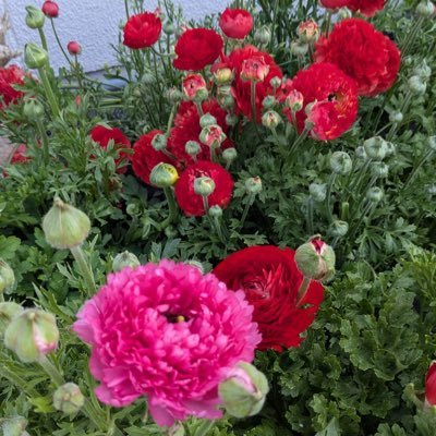 asobininzya_'s profile picture. こんにちは！三万双祝福家庭です。子供は四人 昨年世界一可愛い😍孫が二人誕生しました。可愛いくて可愛いてたまらないです！神様も可愛いくて抱いた喜びを共有してくれていると思います。映画は素晴らしき哉、人生が最高！アニメ動画は精霊の守り人が大好きです。