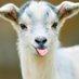 Vincent van Goat (@the_van_goat) Twitter profile photo Vincent van Goat (@the_van_goat) Twitter profile photo
