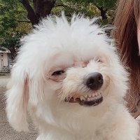 ペ (@ppero00) 's Twitter Profile