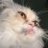 amandaranea's profile image