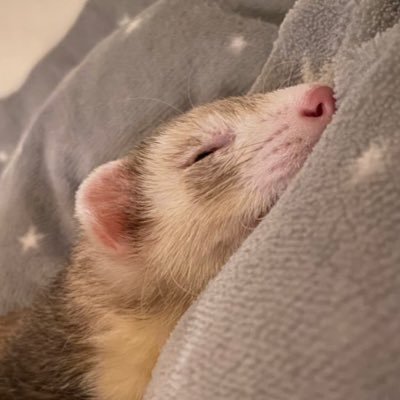 茶々さんのプロフィール画像