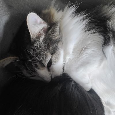 D4H0M3Y1SK00L's profile picture. MINOR.
ScrinklyDonk