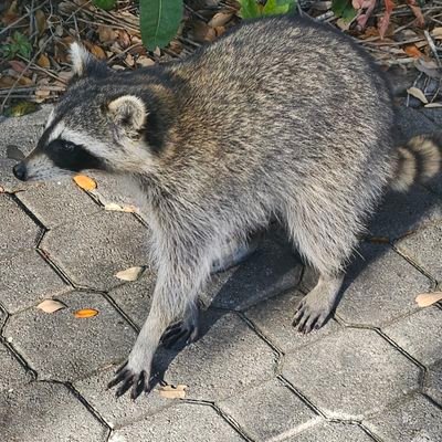 Drip_Rockstar's profile picture. 