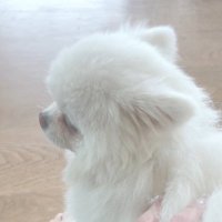 suki (@keaisuki) 's Twitter Profile