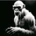 Mayo Monkey (@dwhite67684390) Twitter profile photo Mayo Monkey (@dwhite67684390) Twitter profile photo