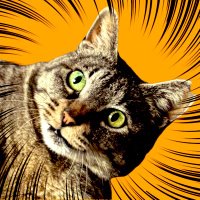 nyaako (@niimiinuco) 's Twitter Profile Photo nyaako (@niimiinuco) 's Twitter Profile Photo