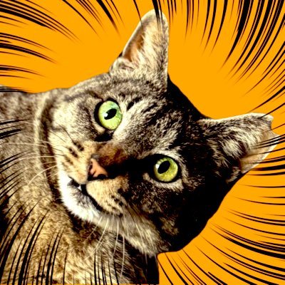 ネコ　大阪 譲渡型猫カフェ🪐猫の惑星にゃーくる (@nyacle.neko) · Osaka, Osaka