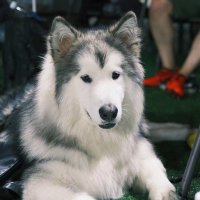 Aa (@ayongabtc) 's Twitter Profile Photo