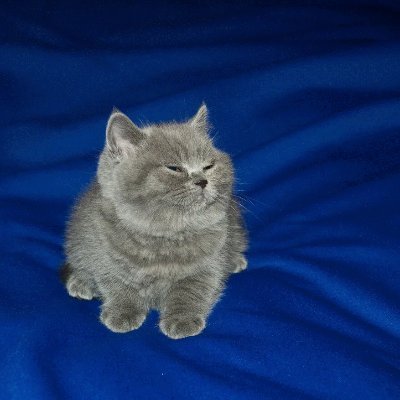 HawkZ16206559's profile picture. 