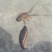 なまこ (@q2apf6isst23814) Twitter profile photo