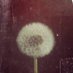 les fleurs (@fionalitchi) Twitter profile photo les fleurs (@fionalitchi) Twitter profile photo