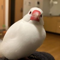 天野 潤平|編集 (@amanong2) 's Twitter Profile Photo 天野 潤平|編集 (@amanong2) 's Twitter Profile Photo