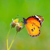 Meltem Gelen (@meltemg31432) 's Twitter Profile Photo