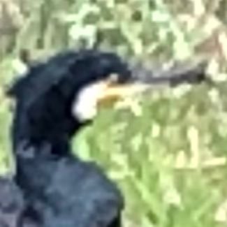 emoyohamtlec's profile picture. 魔法使いの嫁が好き。囲碁や読書やアニメやピアノも好き