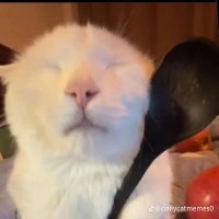 cassie (@wiiufrotting) 's Twitter Profile