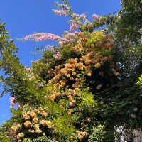 Lunara (@lunethraa) Twitter profile photo