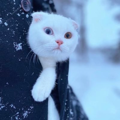 Abd0lmalik_'s profile picture. Market insights 📈Mindset 💯 Politics 🎭 Crypto 🌎