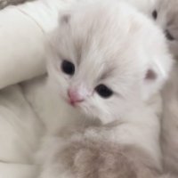 sad (@xiaohanbao_04) 's Twitter Profile