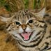 슈퍼살쾡이맨 / SuperBobCatMan / スーパー山猫マン (@sbcm0108) Twitter profile photo 슈퍼살쾡이맨 / SuperBobCatMan / スーパー山猫マン (@sbcm0108) Twitter profile photo