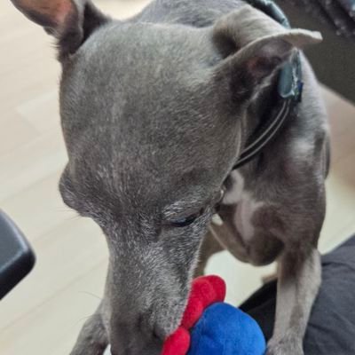 kamokamoBE's profile picture. TUS BE1