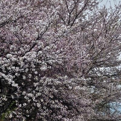 sojumen1971's profile picture. 