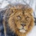 The Lion In Winter 🇮🇪 (@lordofmundane) Twitter profile photo The Lion In Winter 🇮🇪 (@lordofmundane) Twitter profile photo