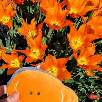 のぎほさんのプロフィール画像