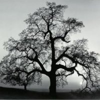 christine oak (@christineoak1) 's Twitter Profile