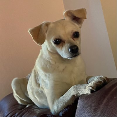 hiking14ersco's profile picture. Animal Lover #Patriot #13Hours Supporter of: https://t.co/aS7v4cG7CM https://t.co/CeA9cZmkFf https://t.co/6Qxi7OZO2S ,”Tig”, “Oz”