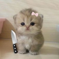 ♛ sarwat ♕ (@elysianights) 's Twitter Profile