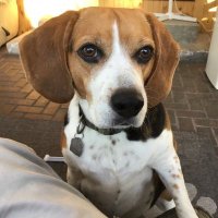 beaglemama ππ¨π¦ (@blairebarta1) 's Twitter Profile
