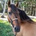 Caballoslibresya (@caballosli14796) Twitter profile photo Caballoslibresya (@caballosli14796) Twitter profile photo