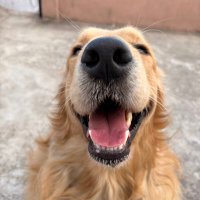 Harshool Makhar (@harshoolm) 's Twitter Profile