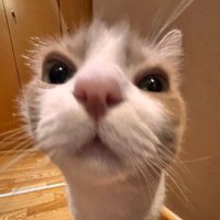 🦢 (@etherealgawii) 's Twitter Profile