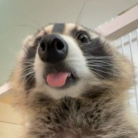 CatGamerOP 🐱 (@catgamerop) 's Twitter Profile Photo CatGamerOP 🐱 (@catgamerop) 's Twitter Profile Photo