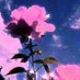 Thorns in the Rose (@roselovewick) Twitter profile photo Thorns in the Rose (@roselovewick) Twitter profile photo