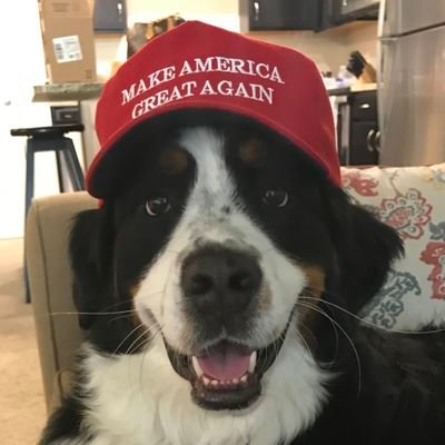 setthetone4547's profile picture. 