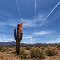🏜grownwildinAZ🌵 (@grownwildinaz) 's Twitter Profile