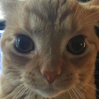 GaK (@gakstercat) 's Twitter Profile