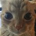 GaK (@gakstercat) Twitter profile photo GaK (@gakstercat) Twitter profile photo