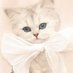 こころん🌼🐥広報部🐱【公式】 (@cocoron_chance) Twitter profile photo こころん🌼🐥広報部🐱【公式】 (@cocoron_chance) Twitter profile photo
