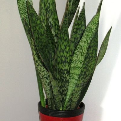 無産のホモガキです