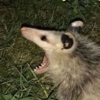 Sam I Am (@borderline_samm) 's Twitter Profile