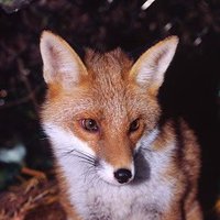 Mythical Hibernia (@mythoireland) 's Twitter Profile