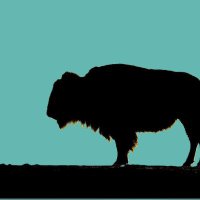BuffaloTheory (@theorybuffalo) 's Twitter Profile