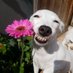Daily Sunflower 🌻 (@perezdailena) Twitter profile photo Daily Sunflower 🌻 (@perezdailena) Twitter profile photo