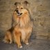 Peppermint Patty (@sheltiepepper) Twitter profile photo Peppermint Patty (@sheltiepepper) Twitter profile photo