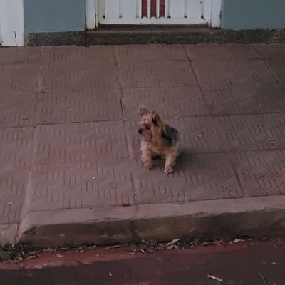 pedropfeiffer2's profile picture. Um contentor de um olhar.