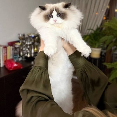 Find your new feline friends with us! 🐱😊❤️ Adoption & sales info inside #Whisker🐱Wander🥺❤️